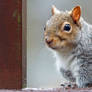 Nosy squirrel