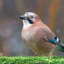 Jay in the garden