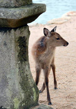 Little deer, Miyajima, Japan