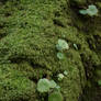 [STOCK] Nature 1 - Moss