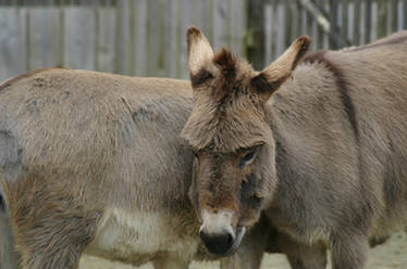 [STOCK] Animal 5 -  Donkey