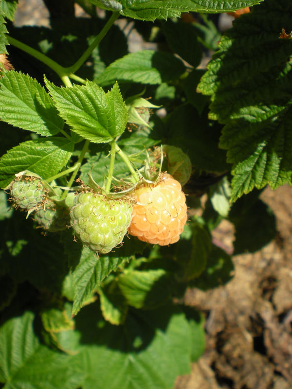 White Raspberries 2 by BreakingTheMold on DeviantArt