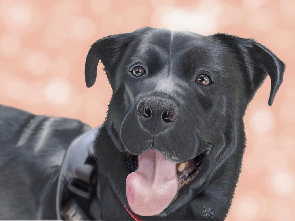 Black Lab Deviantart Mandy the Black Lab by ZireaelArt on DeviantArt