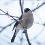 Bullfinch