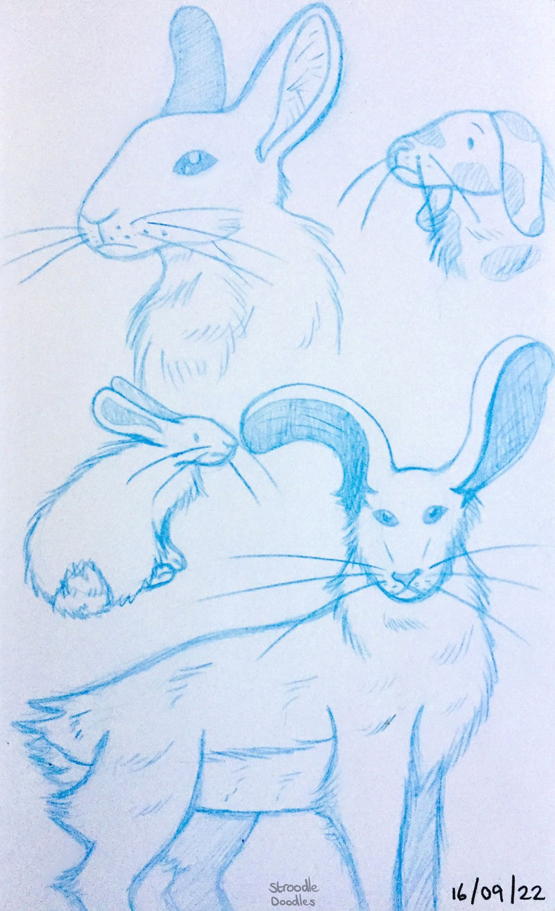 3. Sketch Rabbit Rabbit Sketches by StroodleDoodles on DeviantArt