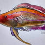 Collab Fish 4