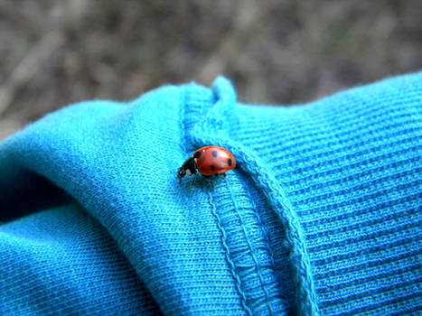 Ladybird