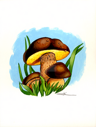 Bolet mushrooms