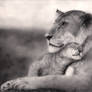 lion mother