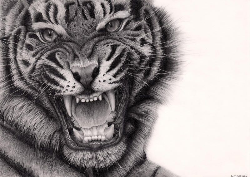 Tiger #2