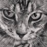 Cat 3