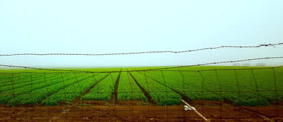 Oxnard strawberry fields 