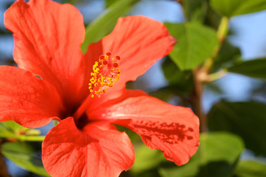 The Red Hibiscus