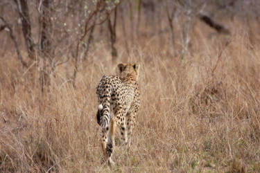 cheetah in the bush