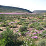 Wild flowers 1