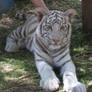 white tiger cub 2