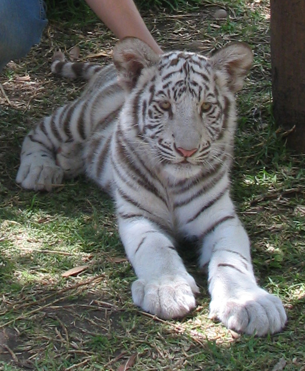 white tiger cub 2