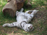 white tiger cub 4