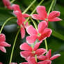 Peppermint Flowers