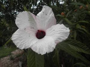 Hibiscus.