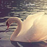 Swan