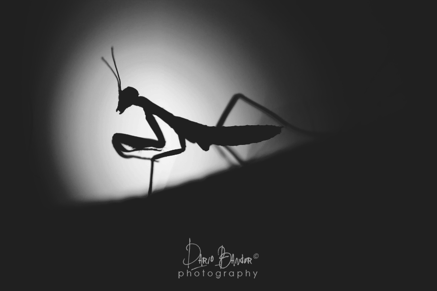 Baby mantis 2