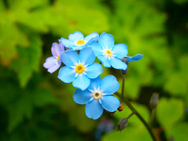 Forget-me-not