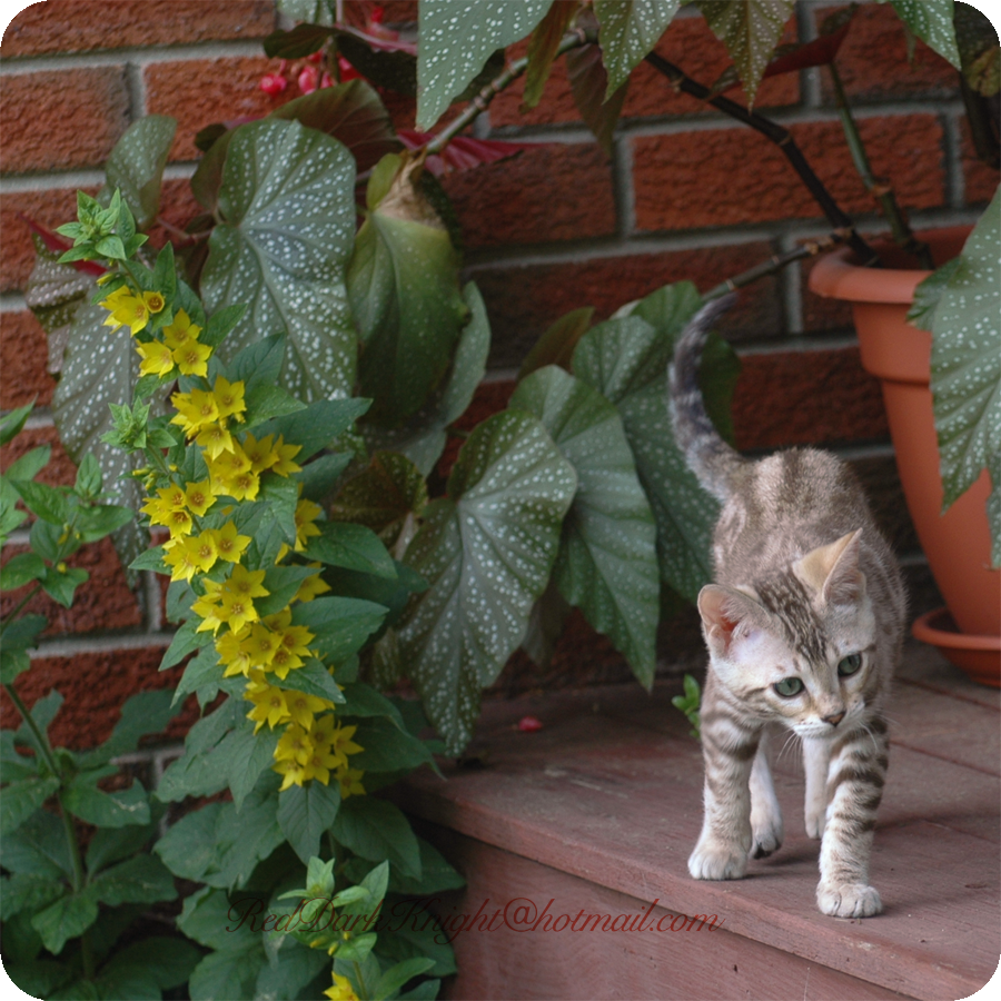 Queen of the Jungle