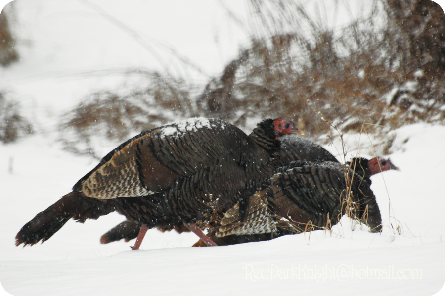 Turkey Peek