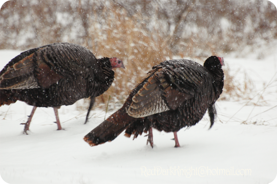 Turkey Strut by KreepingSpawn on DeviantArt