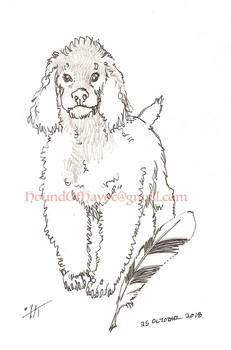 Has a Boy Wanted More