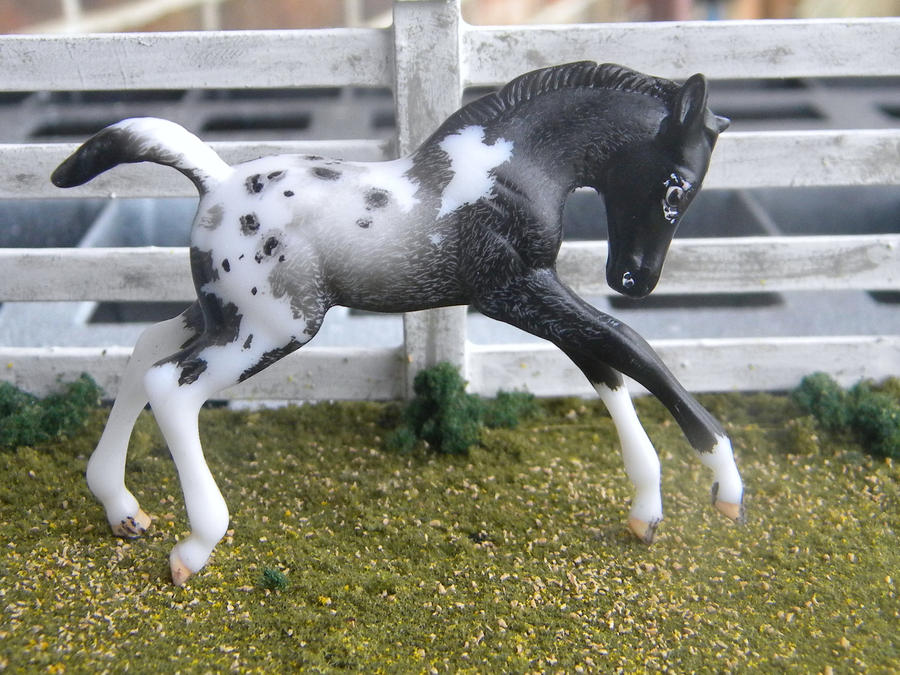 Pintaloosa foal