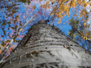 Silver Tree