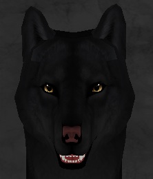 My Aro'kai wolf with black fur and brown eyes