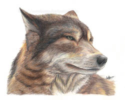 Gray Wolf