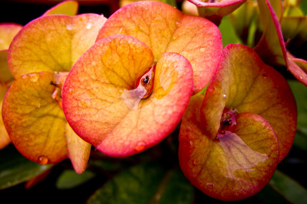 Euforbia orange-pink