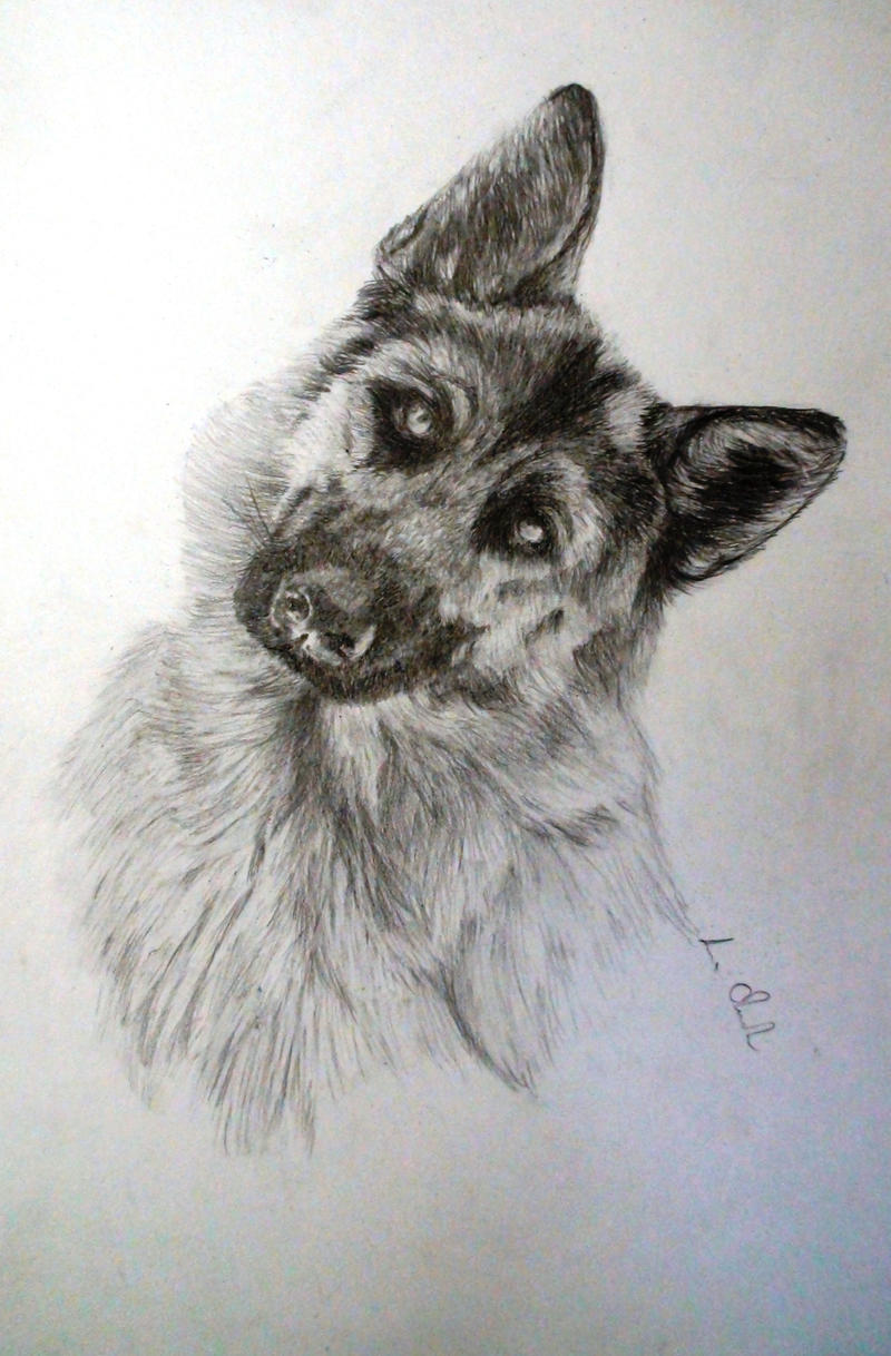 German shepherd