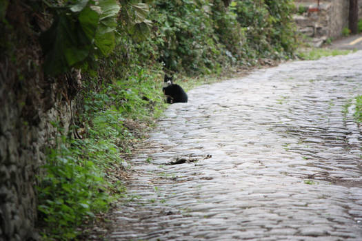 Cobblestone Cat