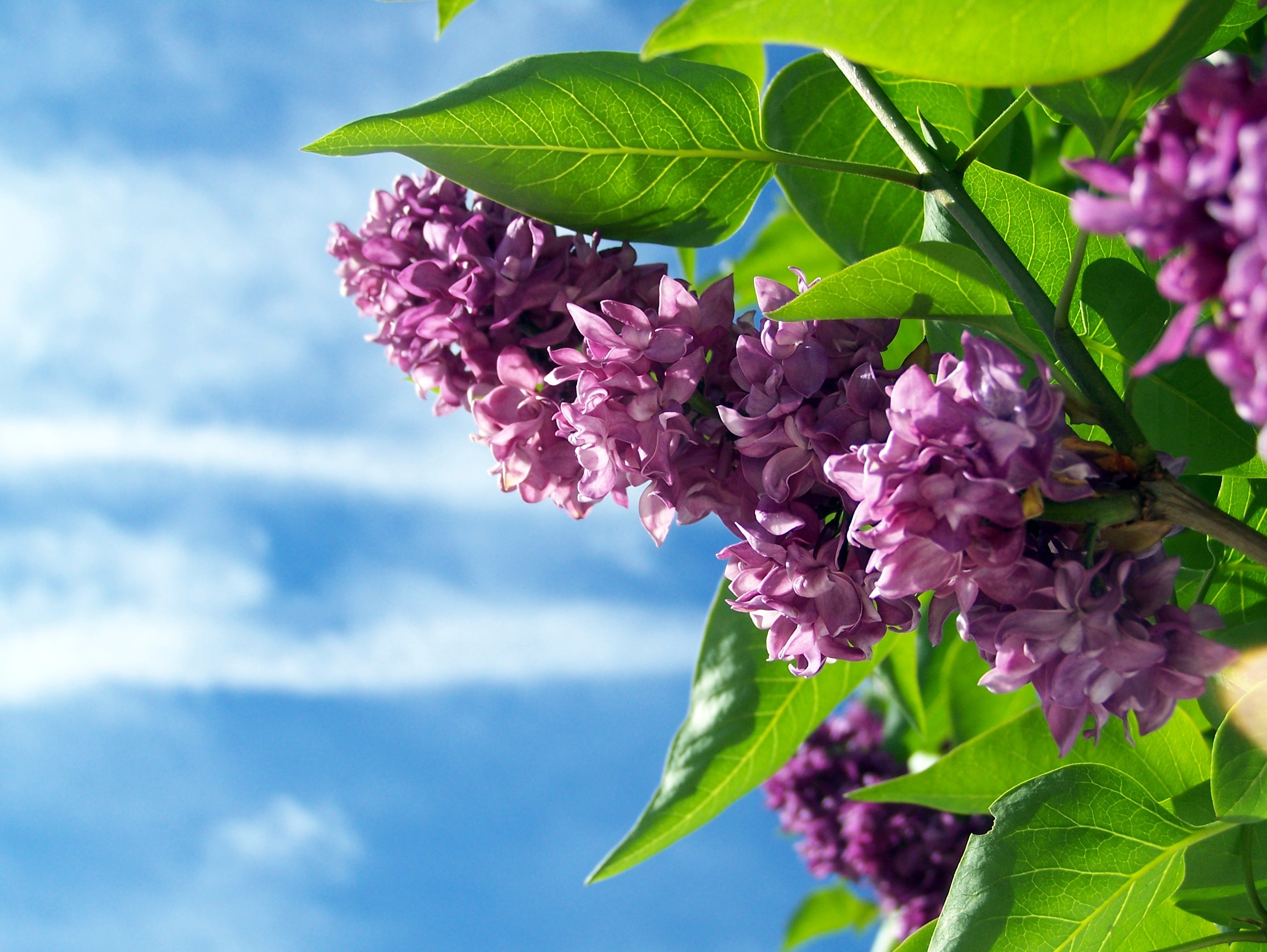 Purple Lilacs