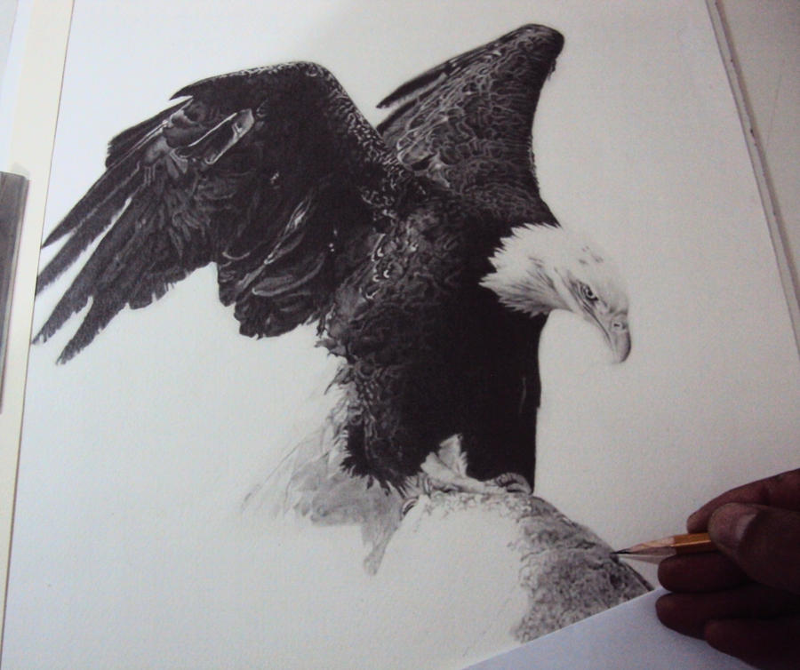 Bald Eagle in progress