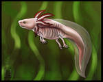 Axolotl by Husgryph