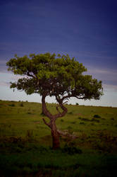 Savanna Tree