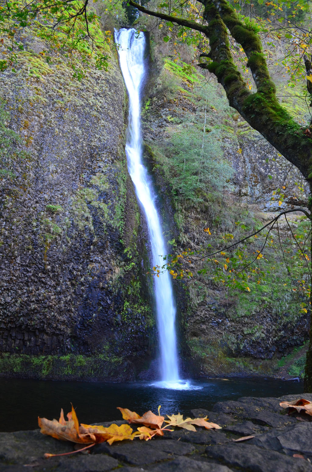 Falls and Leaves