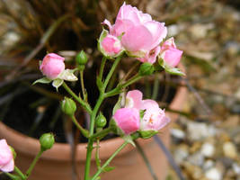 A Pink Rose