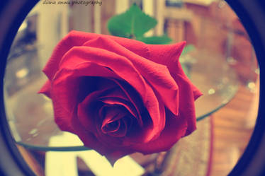 single rose