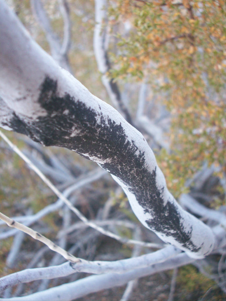 Subtle View by UrsulaBerry on DeviantArt