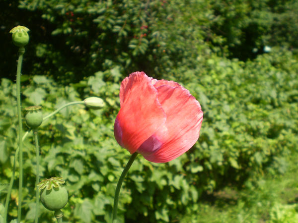 Poppy3 By Jurgita On DeviantArt poppy3-by-jurgita-on-deviantart
