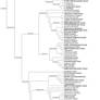 Ceratosaur Family Tree V.2.0