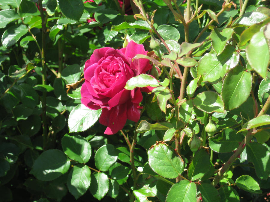 V-Day Rose For Everyone by InfiniteNosferatu on DeviantArt