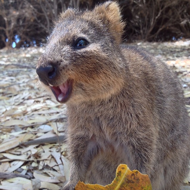 Quokka